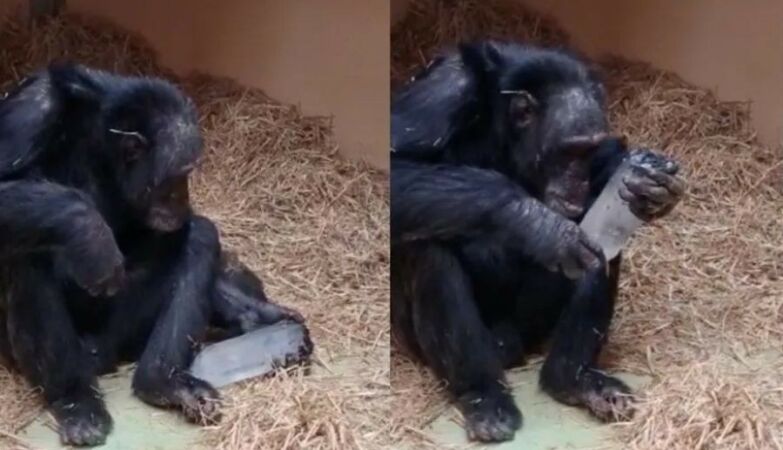 Humans aren't the only ones obsessed with crystals — chimpanzees love them too