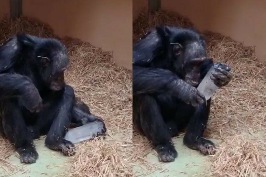 Humans aren't the only ones obsessed with crystals — chimpanzees love them too