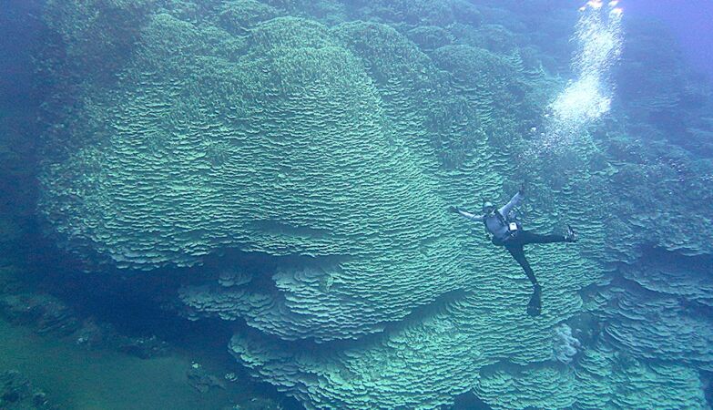 A colossal living organism that was born before Christ was found in the Mariana Trench
