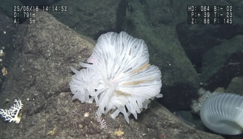 Japanese scientists find “crystal castle” in an unexplored region at the bottom of the ocean