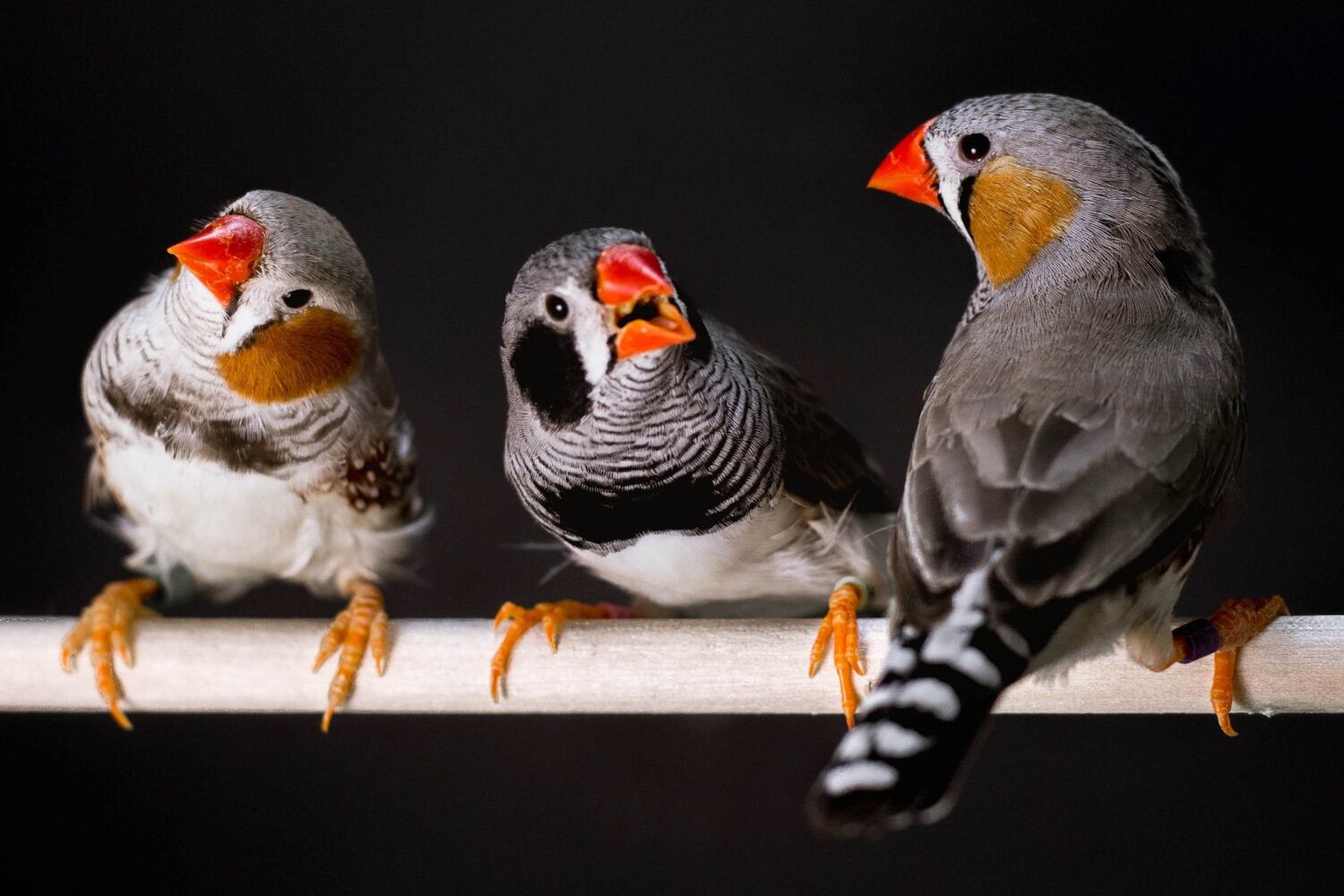 Even humans love a good mating cry