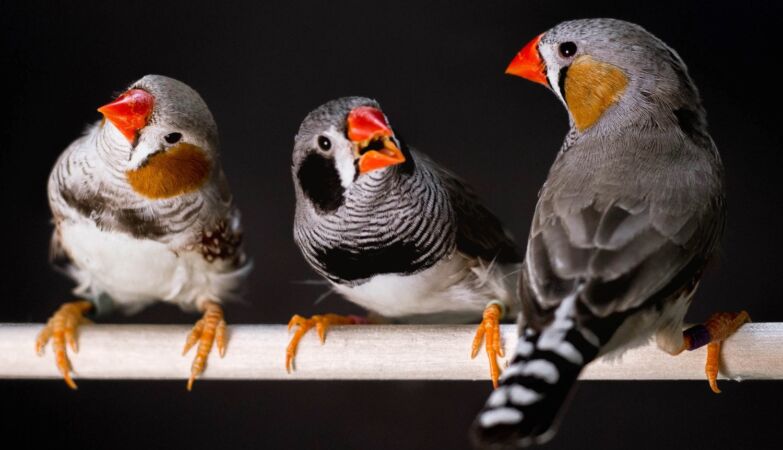 Even humans love a good mating cry