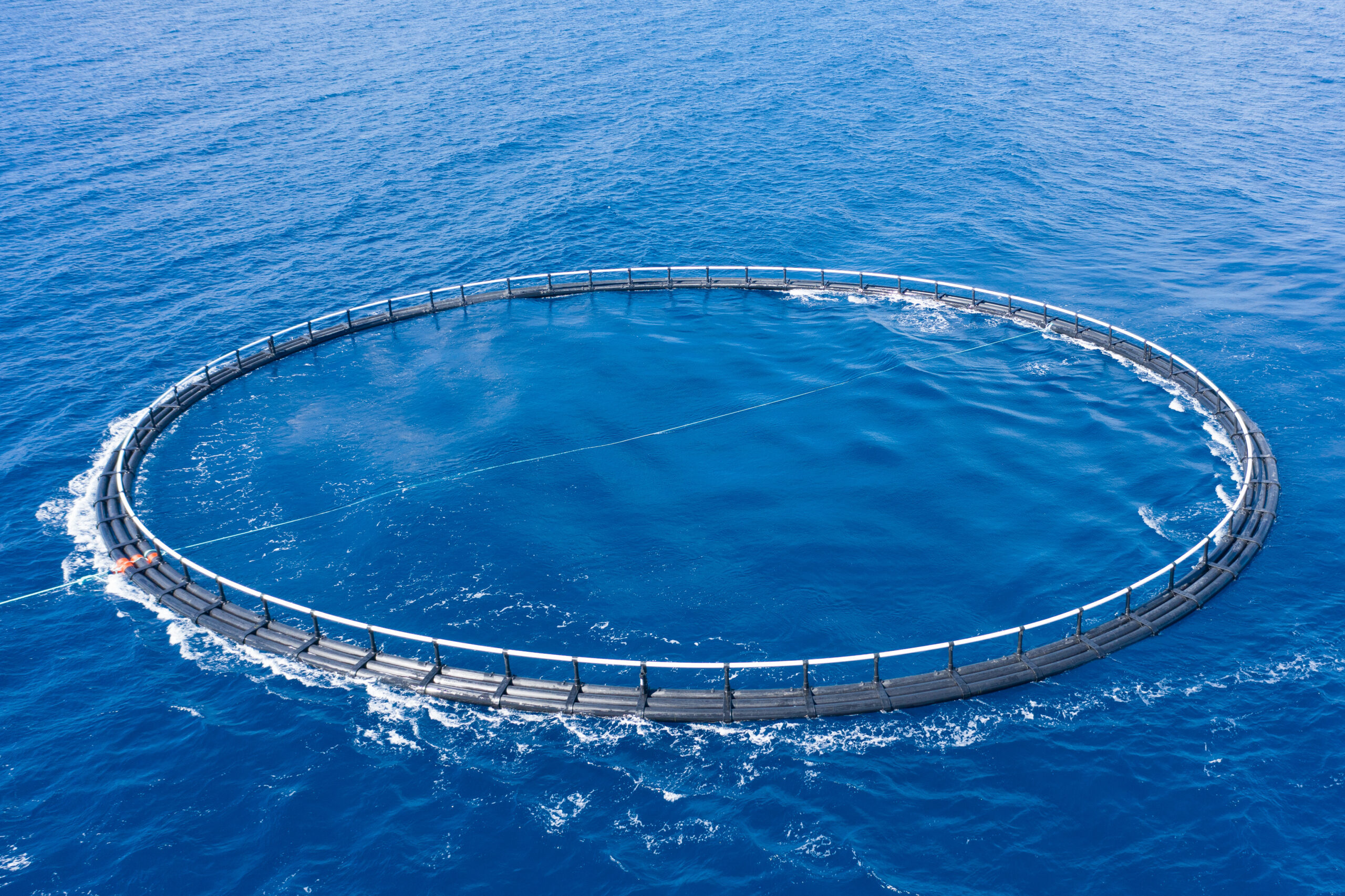 Algarve company is revolutionizing aquaculture and creates tool that promises to 'save' fish and wallets