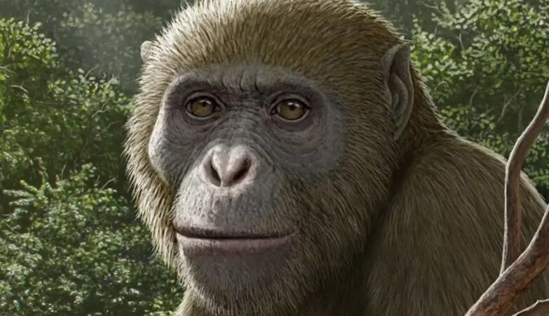 Closest ancestor of all monkeys discovered in Egypt