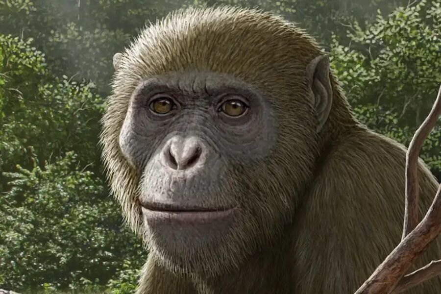 Closest ancestor of all monkeys discovered in Egypt