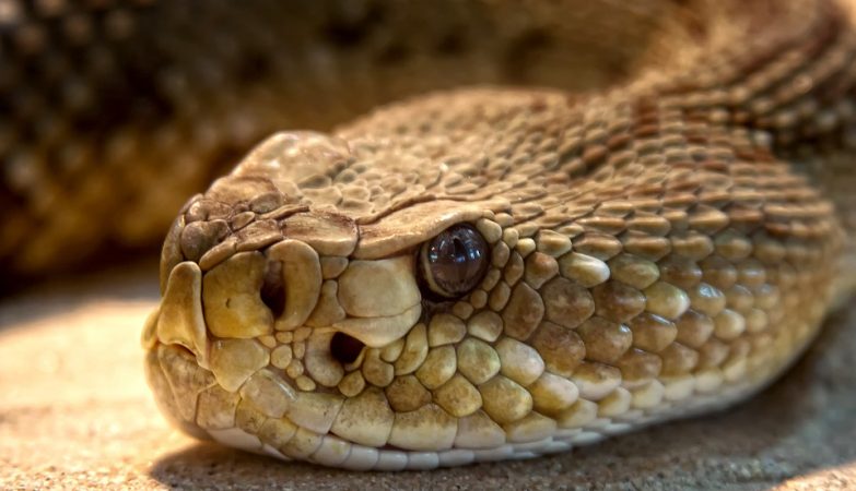 U.Porto scientists reveal how snakes survive months without eating