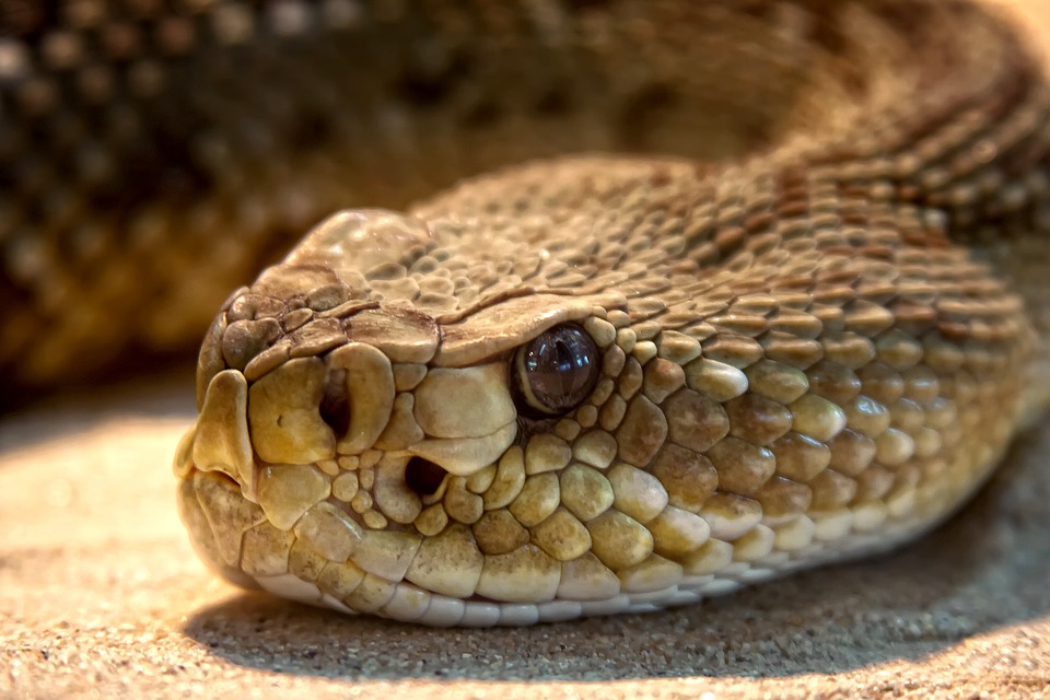 U.Porto scientists reveal how snakes survive months without eating