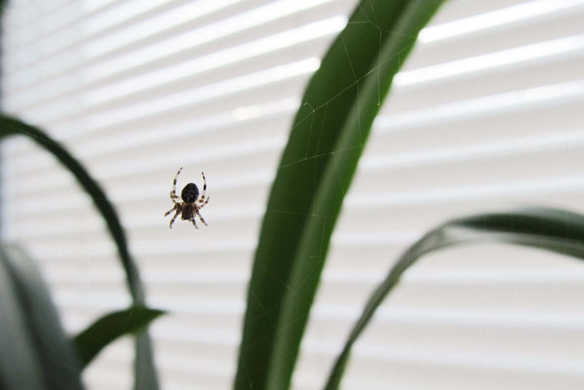 “We have no idea” what’s going on with insects and arachnids