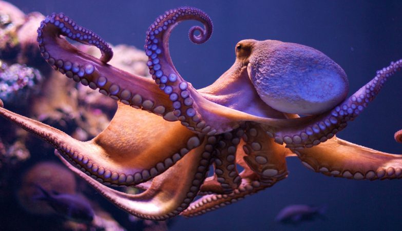 Octopuses are once again punching fish