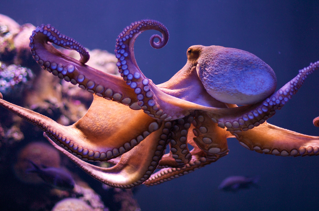 Octopuses are once again punching fish