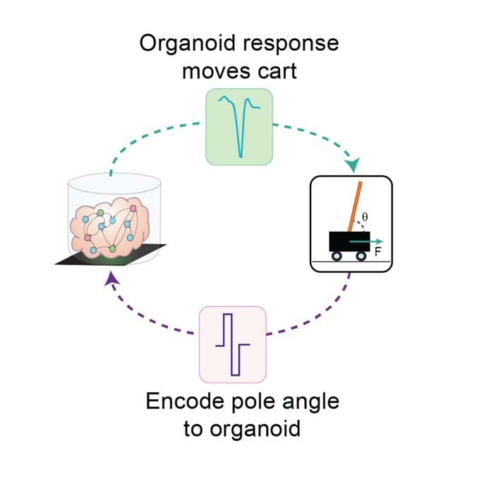 Scientists created mini-brains (and taught them how to solve an engineering problem)