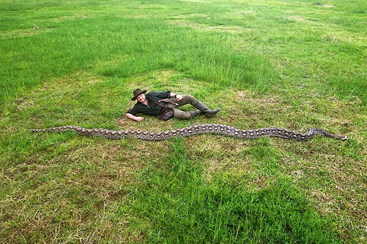 It is the longest snake ever measured. “Baroness” is 7.2 meters