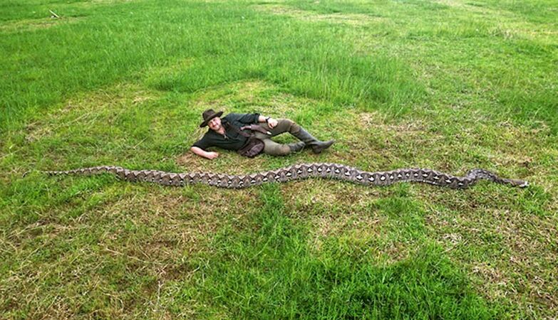 It is the longest snake ever measured. “Baroness” is 7.2 meters