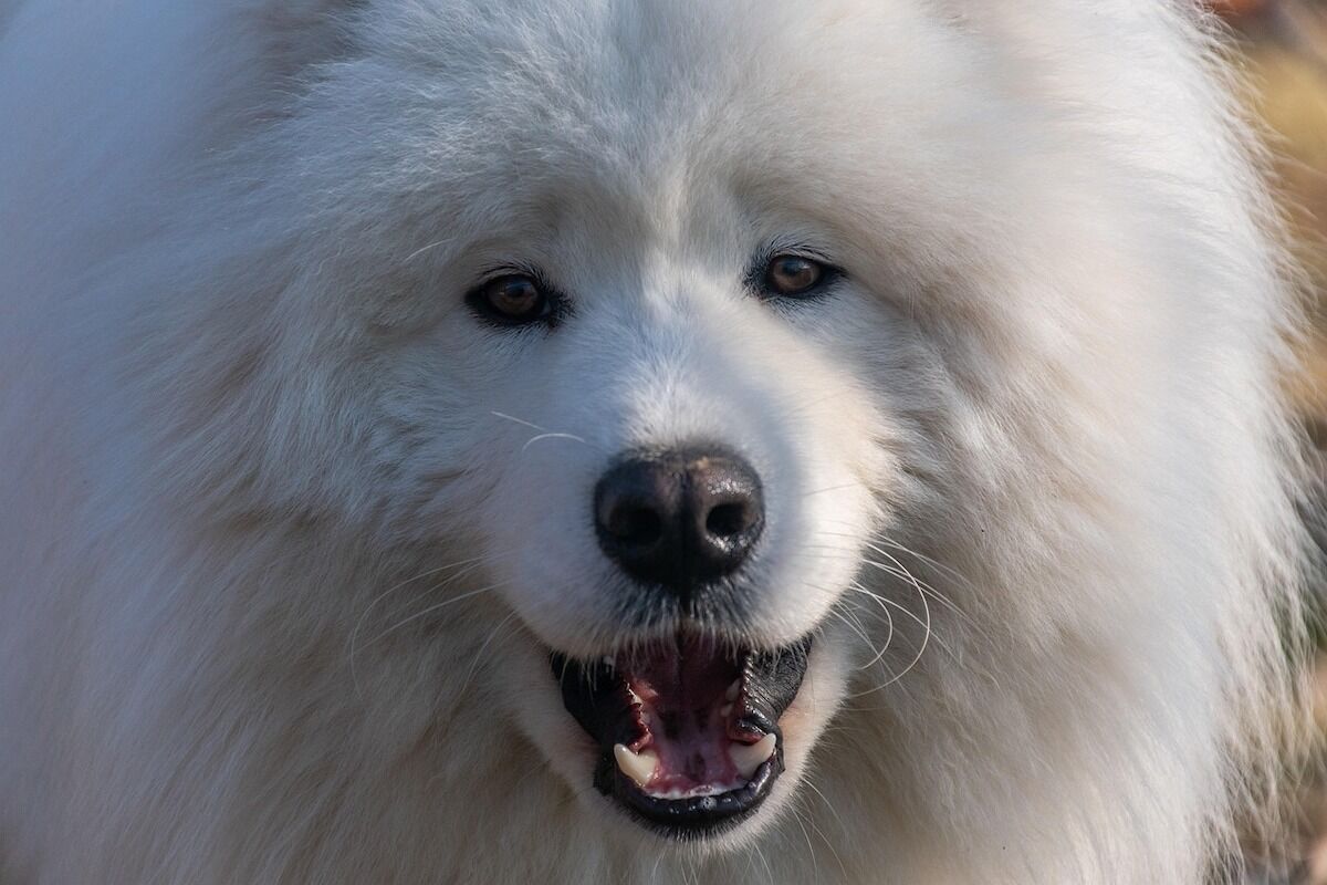 Have you ever heard a dog sing Lady Gaga? “Singing” canids reveal evolutionary roots of musicality