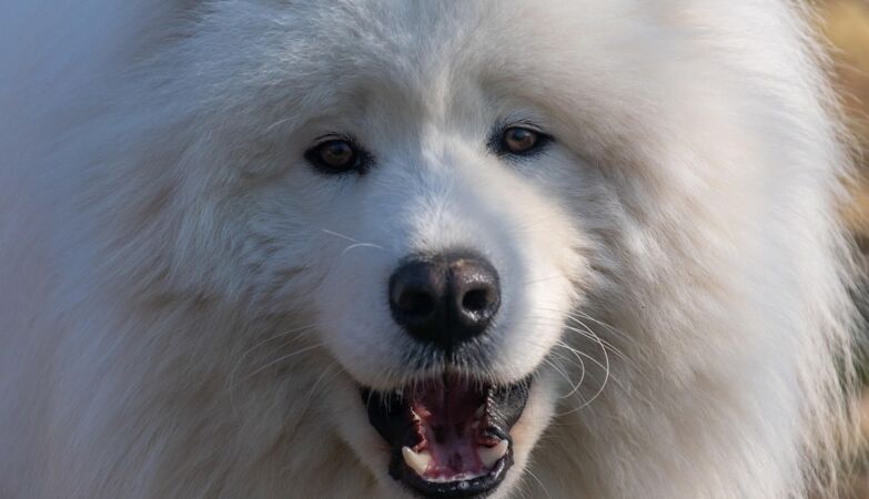 Have you ever heard a dog sing Lady Gaga? “Singing” canids reveal evolutionary roots of musicality