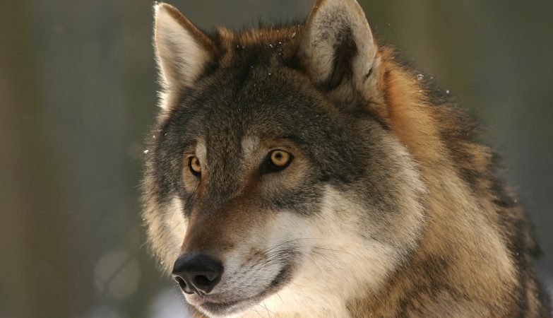 “Bloodthirst.” Germany will legalize wolf hunting