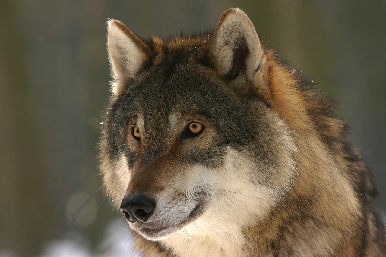 “Bloodthirst.” Germany will legalize wolf hunting