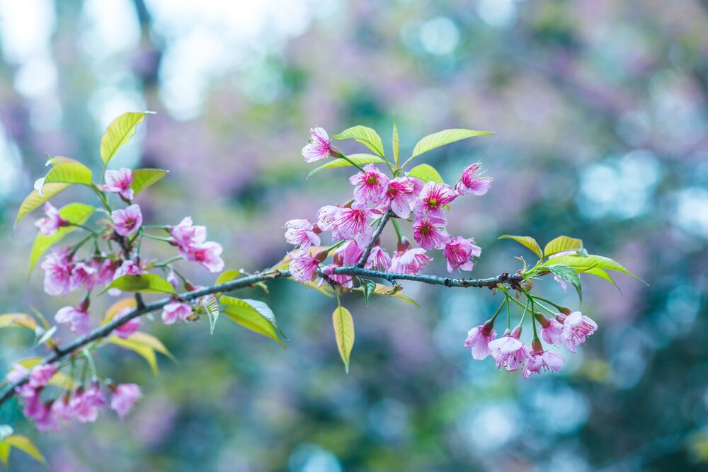 What is false spring — and how to beat it