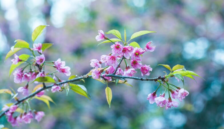 What is false spring — and how to beat it