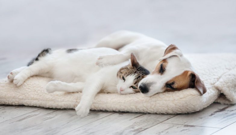 Our pets destroy biodiversity. New EU laws could make a difference