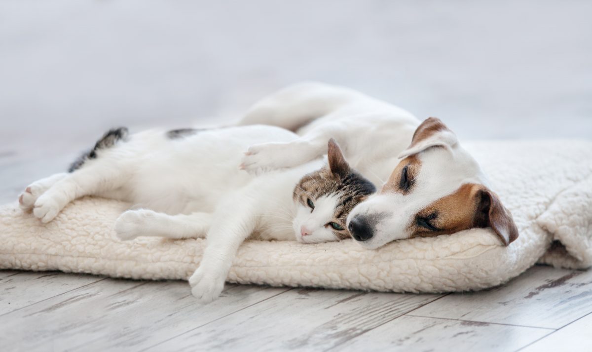 Our pets destroy biodiversity. New EU laws could make a difference