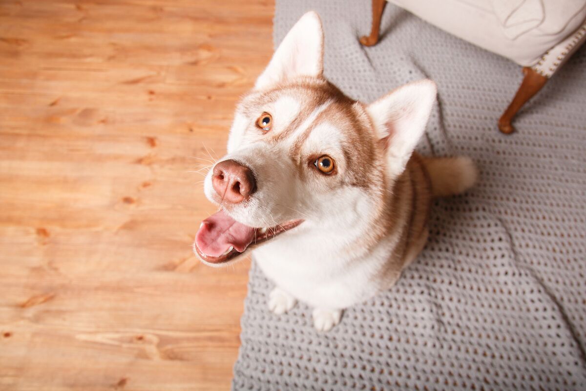 Surprise in science: brainless organism is also capable of Pavlovian learning