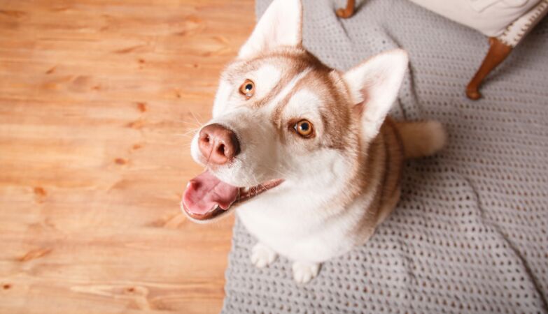 Surprise in science: brainless organism is also capable of Pavlovian learning