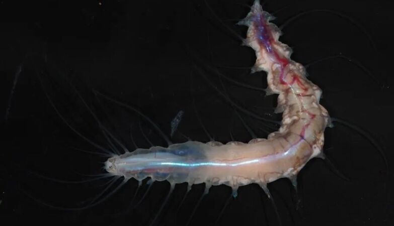 Japanese scientists find “crystal castle” in an unexplored region at the bottom of the ocean