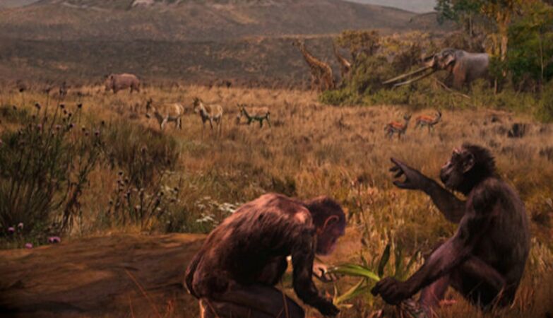 A mysterious monkey may have evolved a fundamental human trait