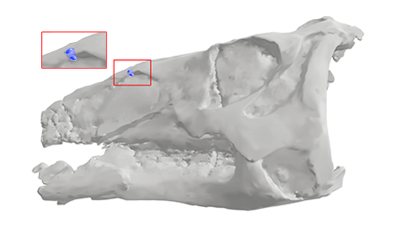 CSI in the Cretaceous. Paleontologists solve prehistoric dinosaur murder mystery