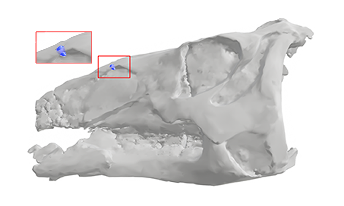 CSI in the Cretaceous. Paleontologists solve prehistoric dinosaur murder mystery