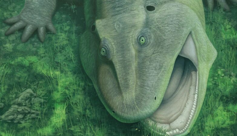 Bizarre salamander ancestor before dinosaurs had sideways teeth