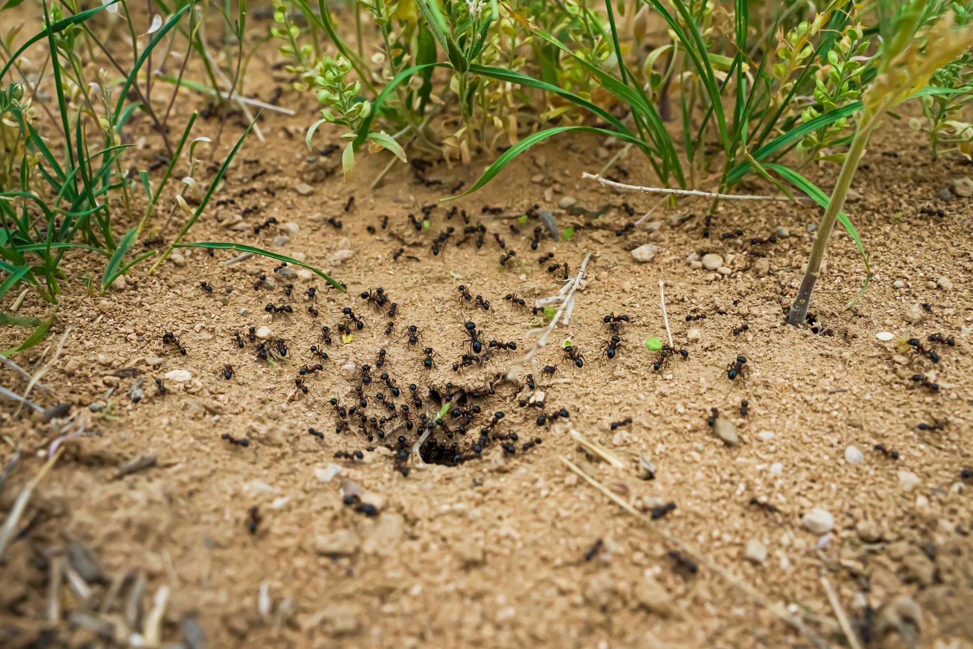 How to deal with ants Just a handful into the anthill and the ants will move out where the pepper grows. He kills them in just one night. How to get rid of ants in the garden?