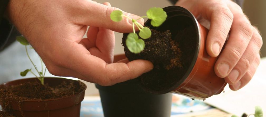 Flower care Blend with water and water the geranium seedlings in mid-March. In the summer you will have a fluff of flowers in your pots. Homemade fertilizer for geranium seedlings