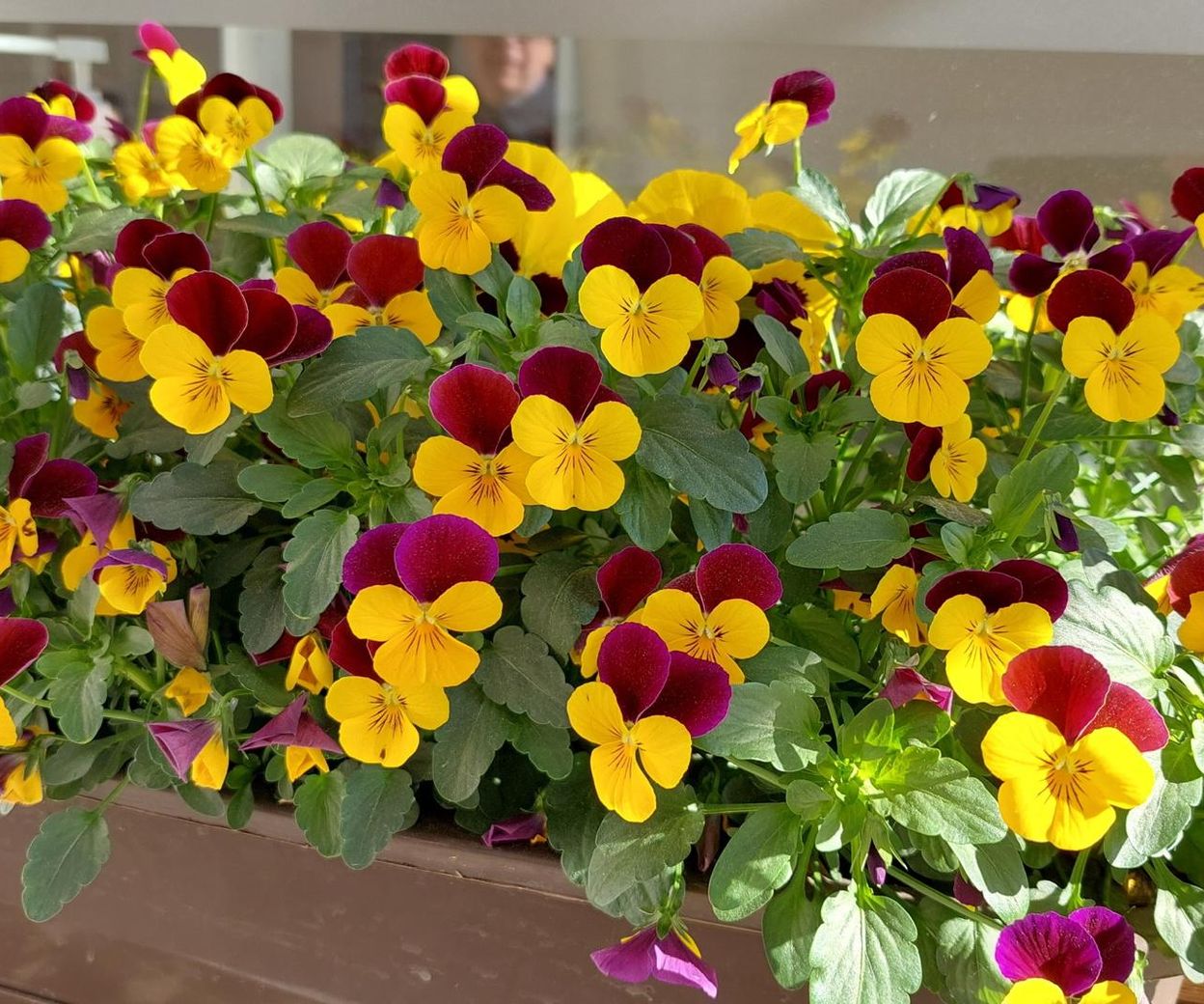 Garden in spring Make a strong infusion and water the pansies in March. They will bloom until the end of summer. A flood of colorful flowers in the garden. Homemade fertilizer for pansies