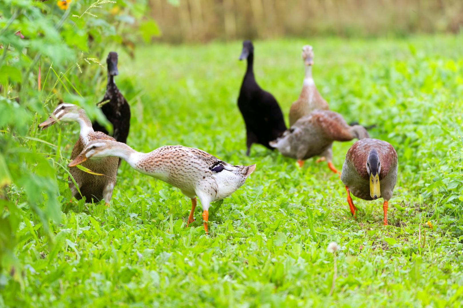 A way to deal with snails It's not cinnamon, it's not egg shells, it's duck run! It will remove snails from your garden before you know it. Set her free and she will eat up to 60 snails a day!