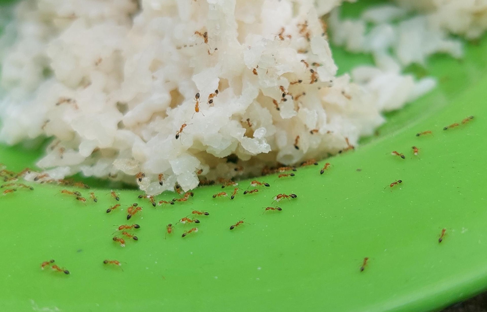 Insects in the house Sprinkle in every corner of the kitchen. It will eliminate pharaoh ants from your home as effectively as chemical spraying. How to deal with pharaoh ants