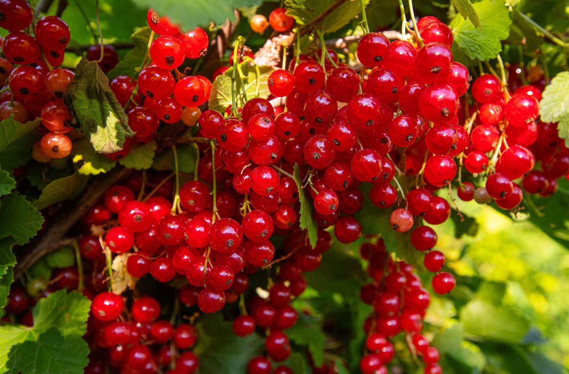 Spring is coming. The important date for fertilizing currants is approaching. Do this and the currants will be full of fruit. Homemade fertilizer that thickens shoots and increases fruiting. Currant fertilization
