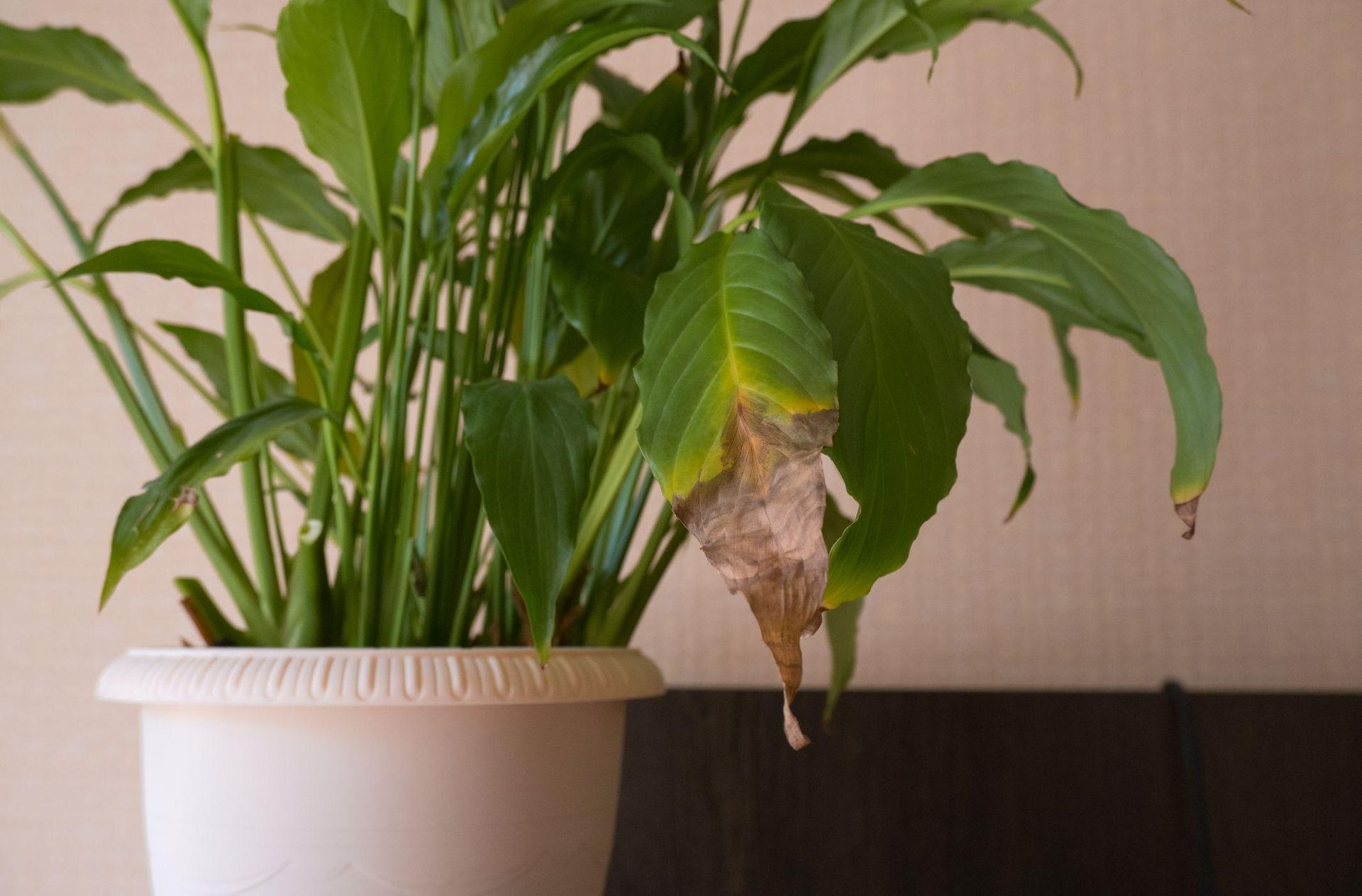Plants at home Take a knife and do it with the spilled Spathiphyllum. You will save a dying plant, and its leaves will come back to life and become green. A way to deal with the dying Spathiphyllum