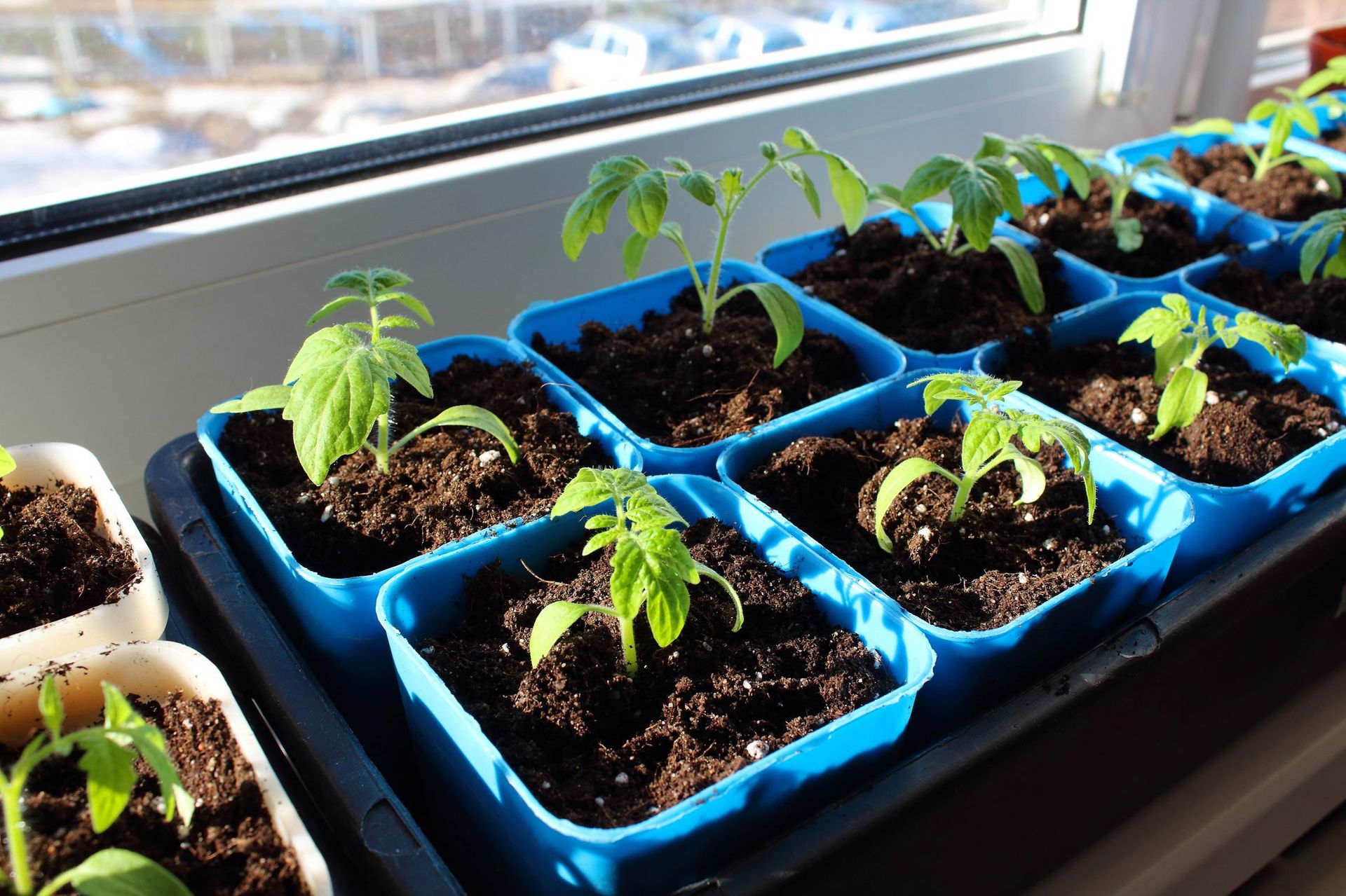 Growing vegetables Grind into powder and sprinkle on tomato seedlings. In summer, the fruit will be red and fleshy. Last minute homemade fertilizer for tomato seedlings