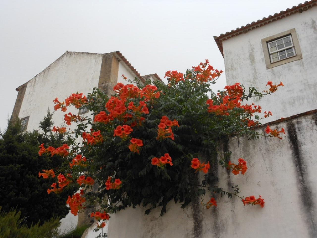 Garden plants Instead of thuja, plant this in the garden. The neighbors will watch with envy