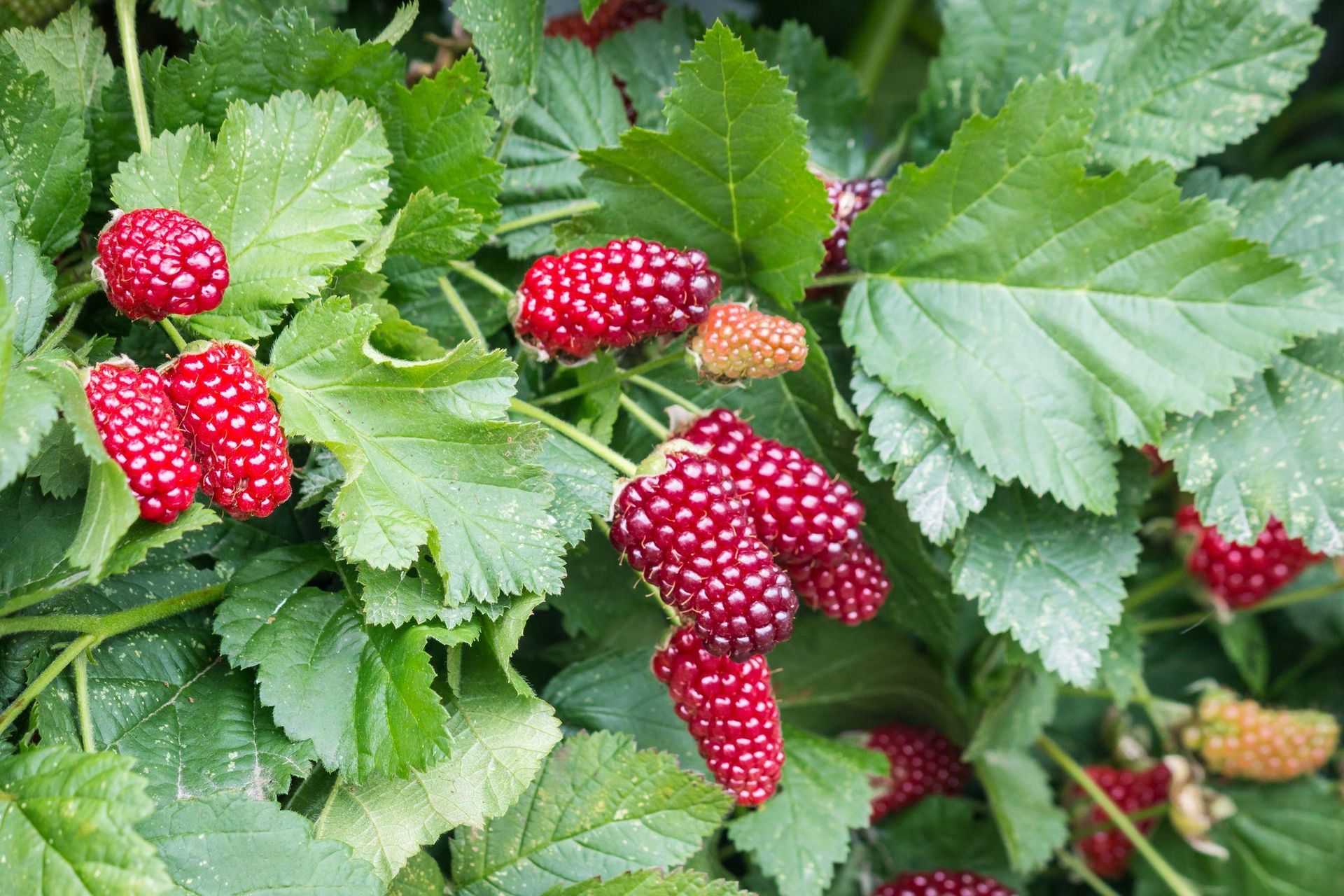 Spring Day In the first days of March, water the raspberry bushes with this, and in the summer you will not see any fruit. Homemade fertilizer that doubles your yield. Fertilizing raspberries