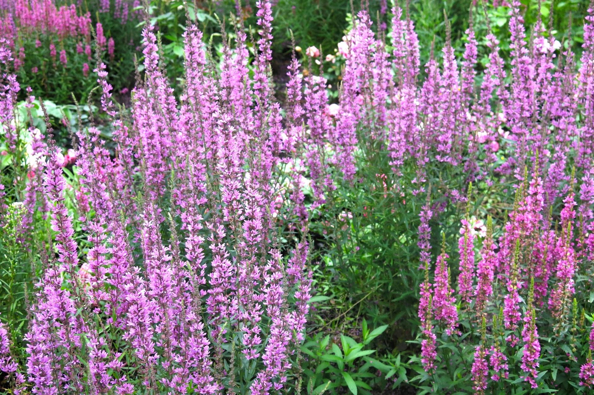 Home and garden Plant in the garden in spring instead of heather. It blooms longer and looks amazing