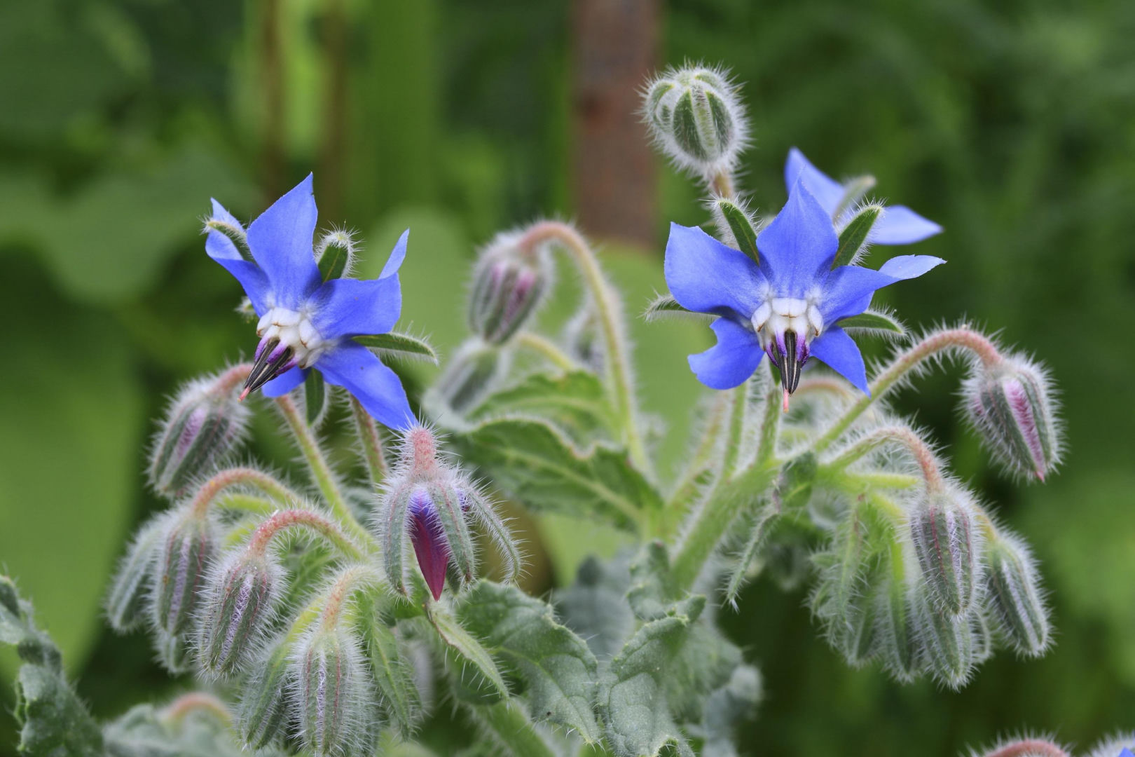Spring in the garden Sow it in March and you will have the best hydrangea fertilizer for the entire season. It stimulates large flowers and makes the bush take shape. Fertilizing hydrangeas without chemicals