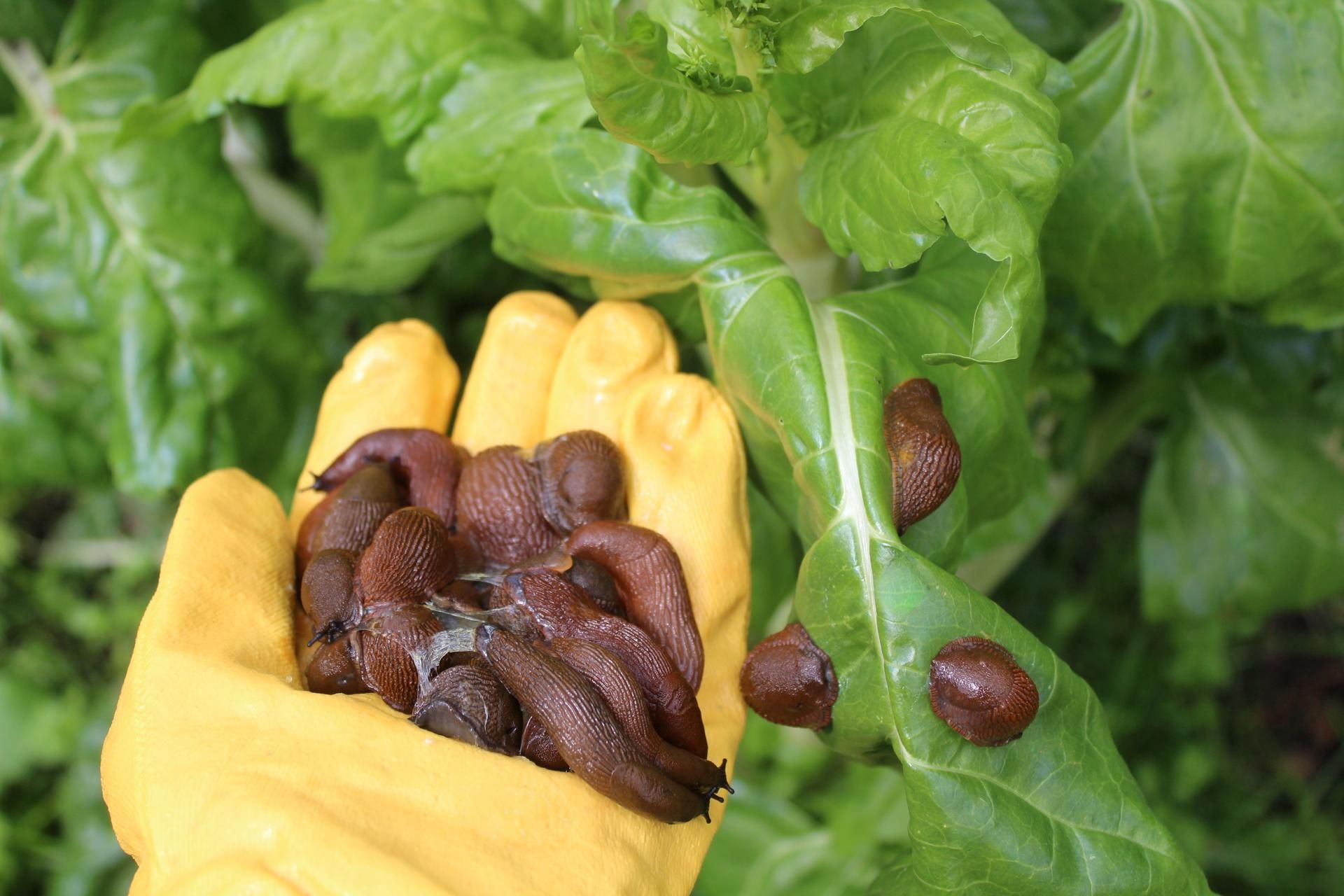 Preparations for spring When the calendar shows March, I collect them from the kitchen and scatter them around the garden. I'm done with snails for a long time. Removing snails