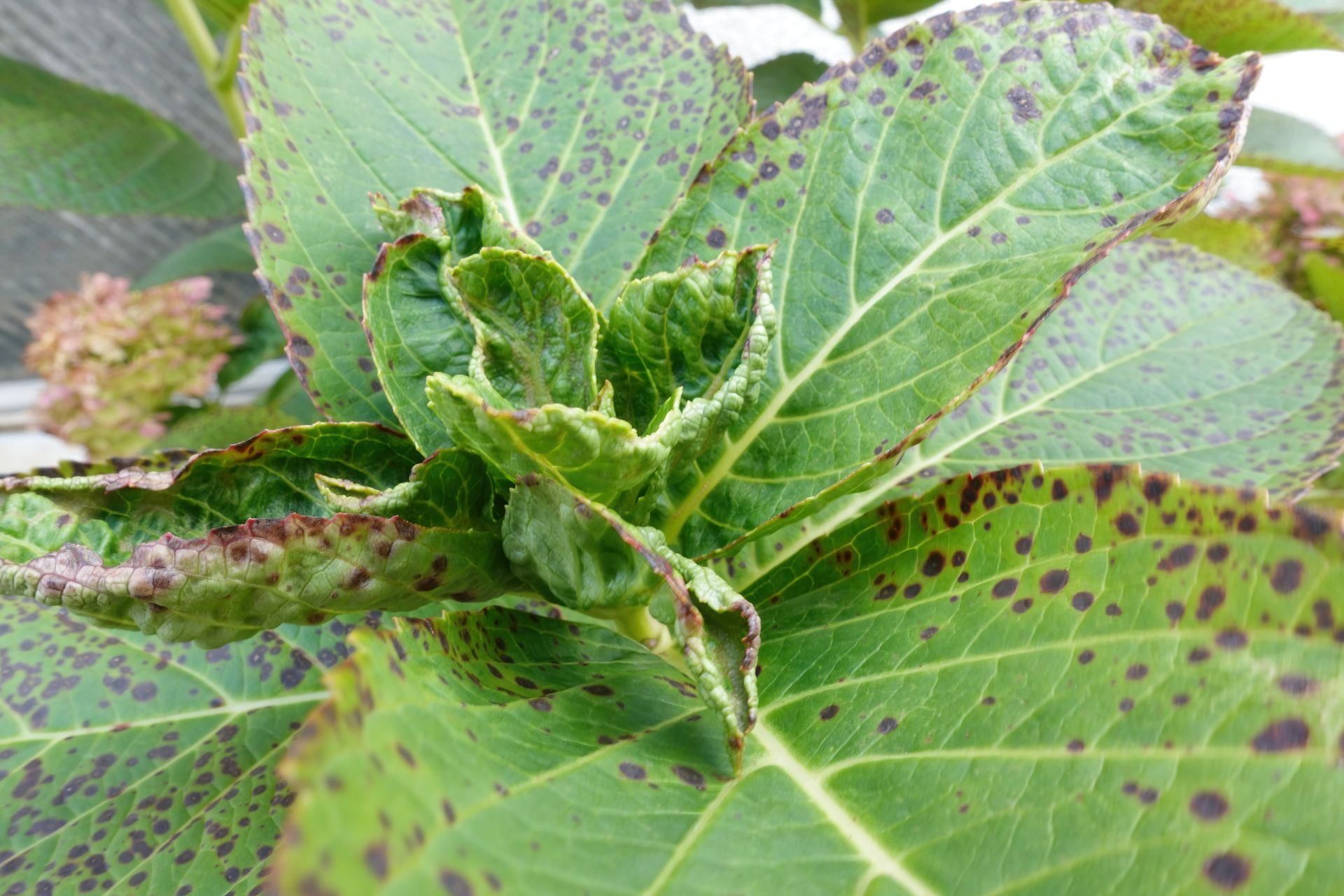 Bush care Hydrangea has brown spots on the leaves? Definitely do it. You will save the bush and will not disturb the flowering this season. Hydrangea care
