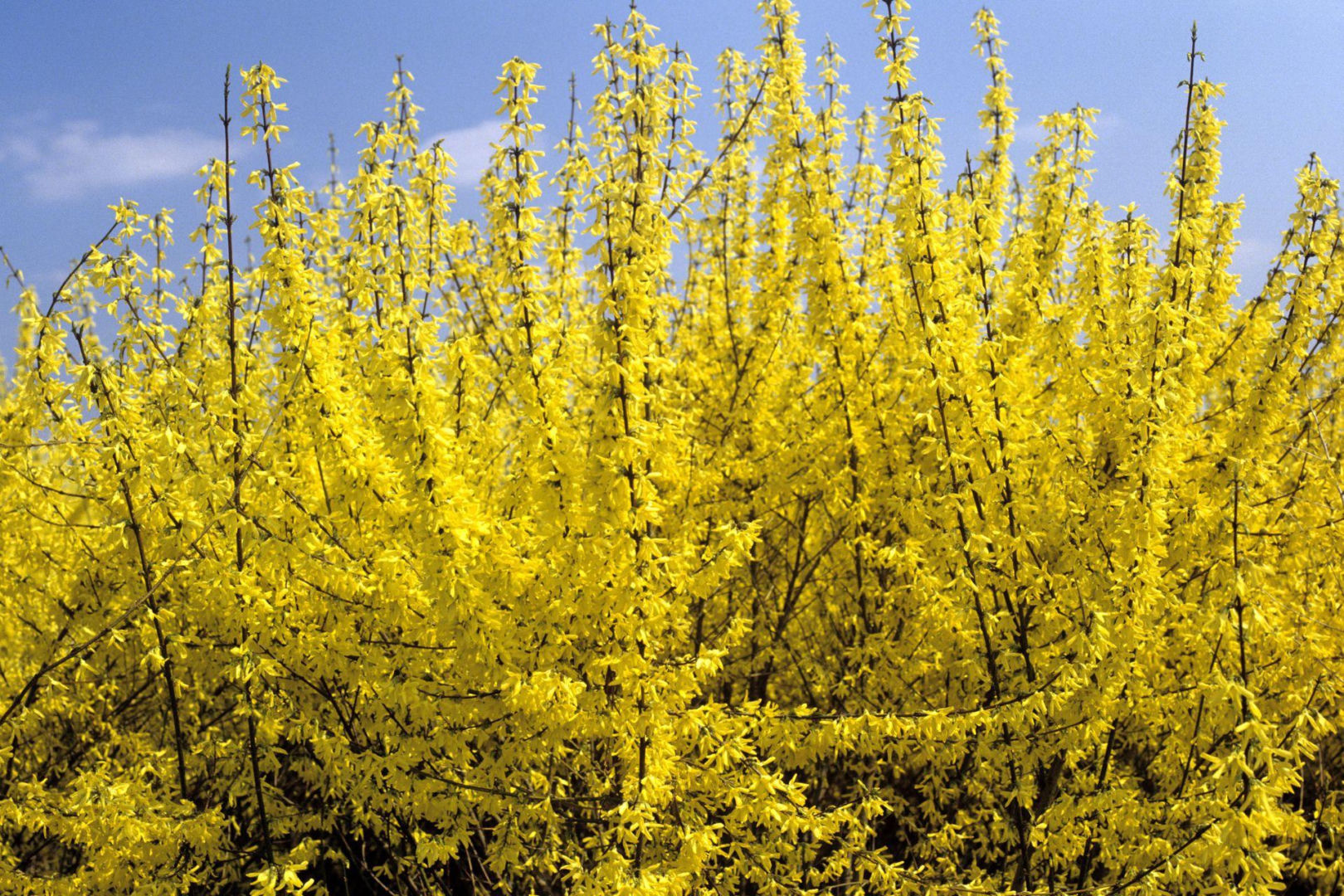 Plant care Homemade fertilizer for forsythia. This simple method will extend the flowering of the bush by a week