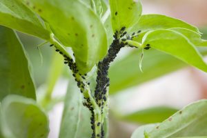 Spring is coming. When should you spray for aphids in spring? This mixture, applied at this time, kills the larvae and will give you peace of mind in the spring. Spraying against aphids