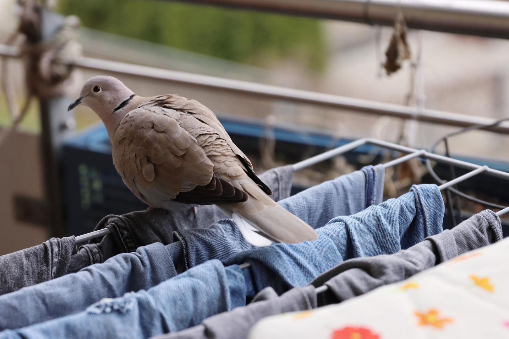 Home remedies Hang it on the balcony and in the windows, and the pigeons will stop coming and getting dirty. How to protect your space against pigeons? Peace and quiet throughout spring