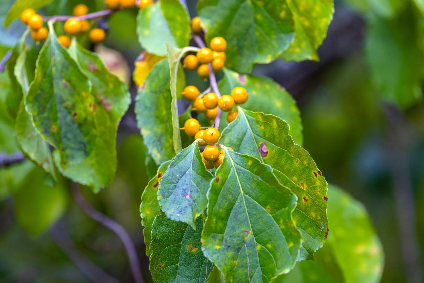 Home and garden You will no longer plant this plant in your garden. It will be banned! If you have it in your garden you will need to dig it out. High penalties